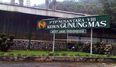 PTPN VIII Lakukan Penyelamatan Aset Negara Dan Konservasi Di Lahan ...